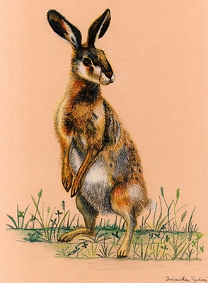 YOUNG HARE